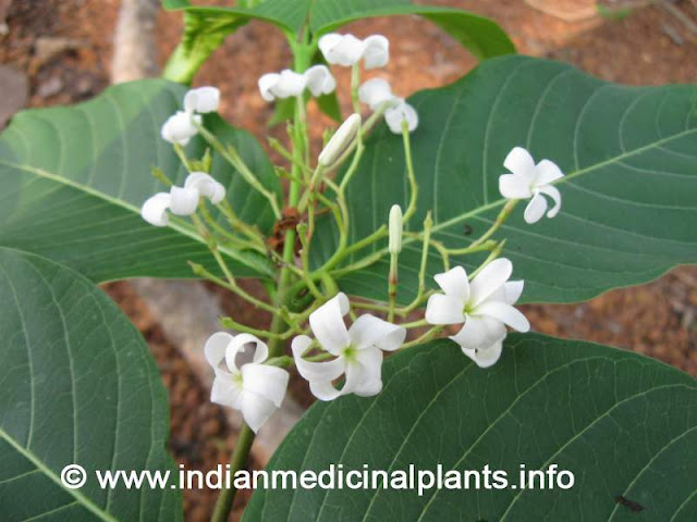 Kutaja - Holarrhena antidysenterica